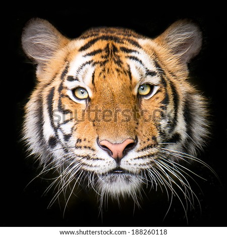 Close up Tiger face, isolated on black background. Royalty-Free Stock Photo #188260118