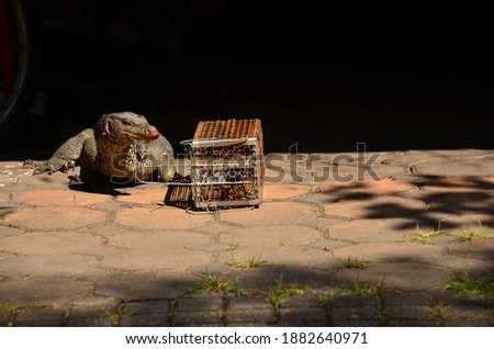 The water monitor (Varanus salvator ) and 
Mousetrap cage
