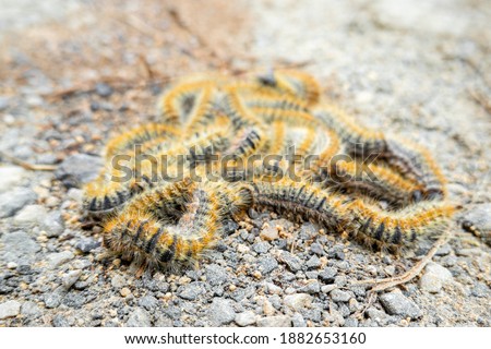 Close up of insect on gravel stones