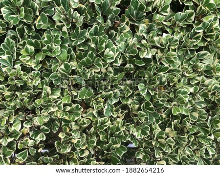 A lot of green leaf background pictures Many small ornamental plants