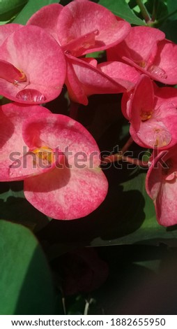 Beautiful petals of pink euphorbia flowers. Gradation red, pink and white. Macro pictures.