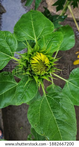 sunflowers are still spring, not yet blooming and still green