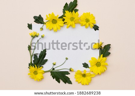 yellow flowers with unopened buds and green leaves lie on a beige background in comparison with an empty white square. Floral blank mockup. Concept, template for the spring holidays