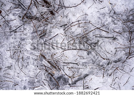 Cold winter forest covered with a thick ice of a bright day