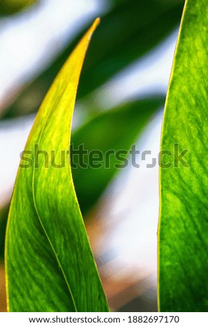 Abstract image of green leaves. The green leaves are illuminated by bright sunlight. Close-up.