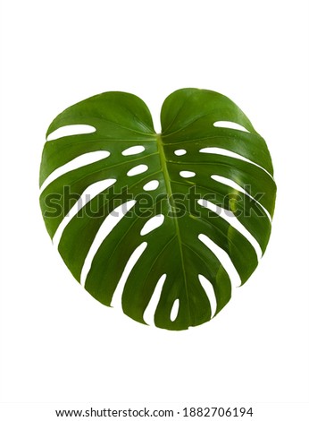 green leaf of tropical monstera plant isolated on white background