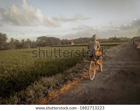 A farmer passing through the rice fields using his old bicycle.