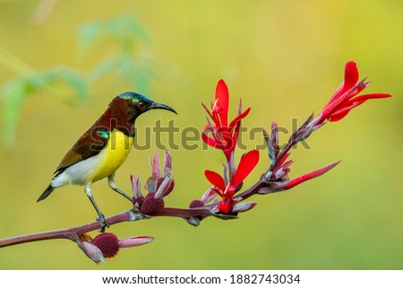 A male purple rumped sunbird enjoying nectar on a flower branch on the outskirts of bangalore