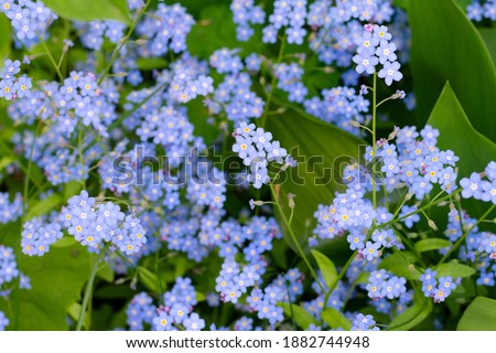 Lots of small blue forest forget-me-not flowers in flowerbed.Uncultivated wild flowers in wood