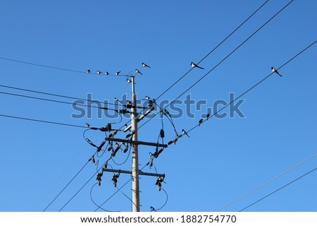 Magpies congregating on a telephone and utility pole, against a clear blue sky