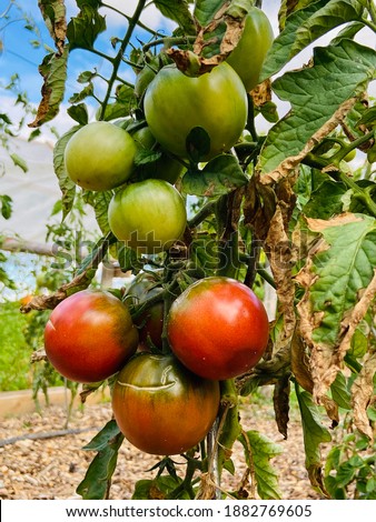 Black red organic tomatoes fry on plant in the garden