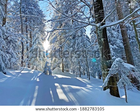 A magical play of light and shadow on a pure white snow cover in a mixed alpine forest, Schwägalp mountain pass - Canton of Appenzell Ausserrhoden, Switzerland