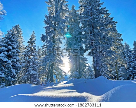 A magical play of light and shadow on a pure white snow cover in a mixed alpine forest, Schwägalp mountain pass - Canton of Appenzell Ausserrhoden, Switzerland