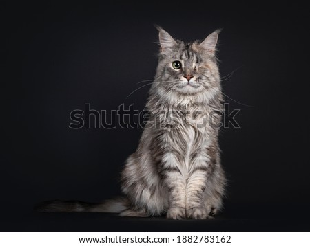 Very pretty silver tortie Maine Coon cat with one eye. Sitting up straigth facing front. Looking friendly towards camera. Isolated on black background.