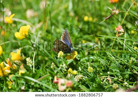 Butterfly in a wildflower medow