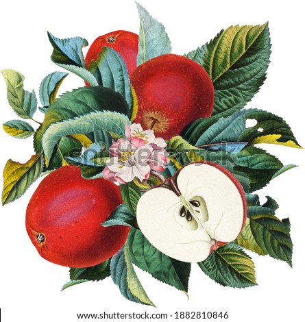 Antique botanical apple fruit arrangement, apple tree twig with red fruits, white flowers and green leaves