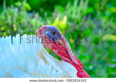 A close up image of a turkey