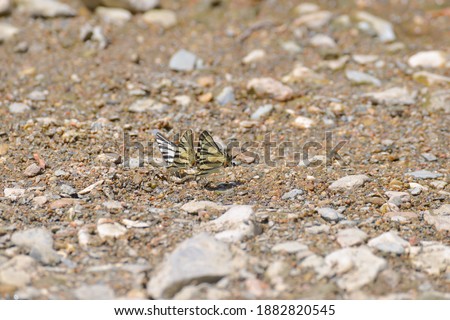  beautiful butterfly (iphiclides podalirius) on the rocks near a water stream 