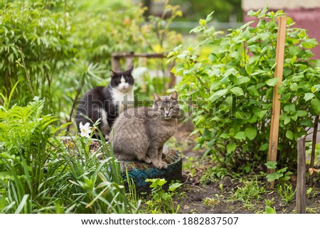 two cats on the street in the green grass