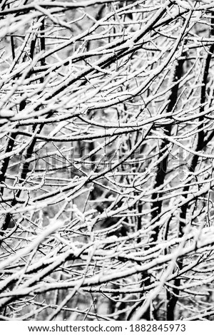 Beautiful winter landscape in the european forest. Snow on the trees.
Enigmatic and amazing winter nature in black and white. Frosted trees branches.