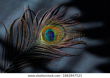 Peacock feather color full on black background and shadow masks
