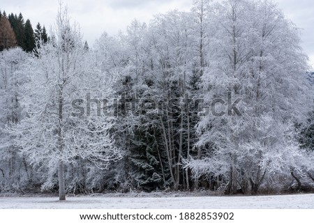 the forest covered by ice