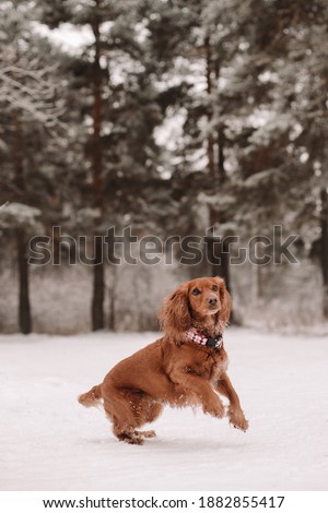 Russian spaniel walking in snow forest