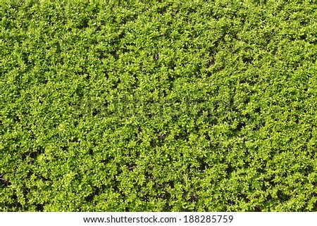 hedge background