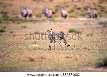 Hunting Cheetah, Acinonyx jubatus  walking directly in arid savanna with herd of oryxes in background. Typical Kalahari environment. On safari in Kgalagadi transfrontier park, Botswana