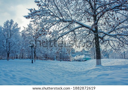 Winter Christmas landscape. White trees in forest covered with snow, snowdrifts against blue sky in sunny day on nature outdoors, blue tones.