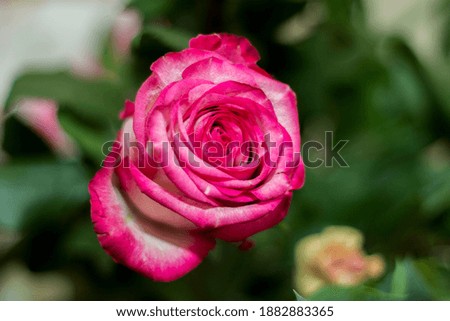 Pink and white blooming roses closeup in bouquet gifrt with love