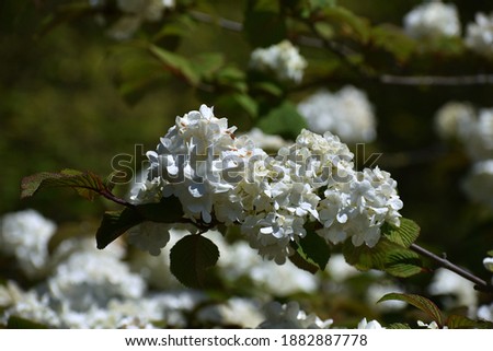 Flowers of White Hortensia or Hydrangea Macrophylla, in the garden.
