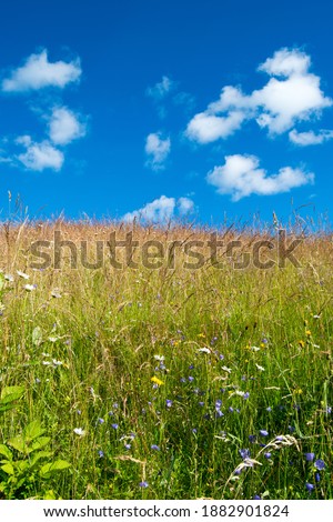 A meadow with flowers and grass a quiet summer day, with a blue cloudy sky contrasting the picture.