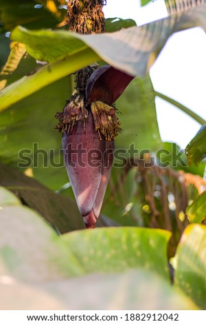 Bloomed banana flower in the gape of green leaves