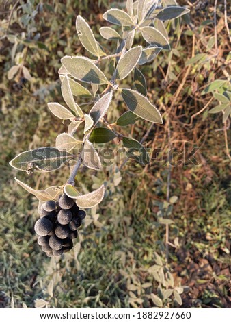beautiful frozen black berries on a branch with green leaves on a sunny winter morning