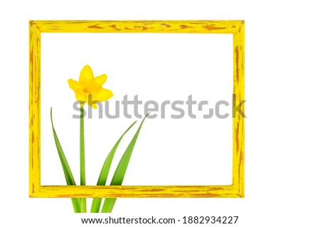 Creative spring layout. Yellow wooden frame and daffodil flower, isolated on white. Spring minimal concept. Copy space.