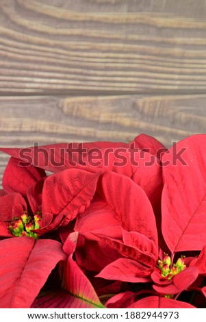 Christmas plant, poinsettia, with brown wooden background and space for text or idea.