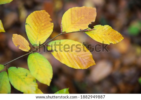 Autumn season and yellowing fallen leaves