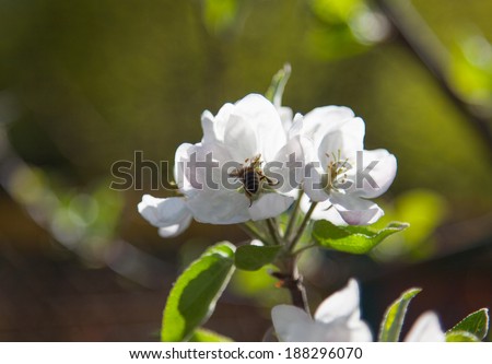Apple quince flower with bee close up
