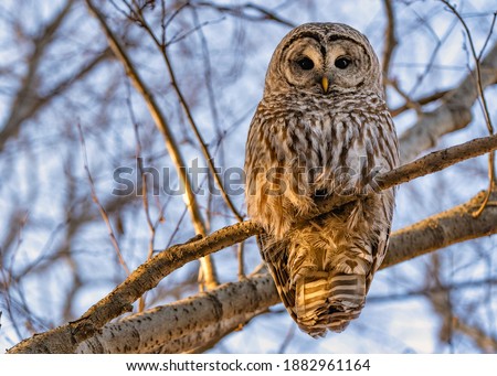 A barred owl seen in the trees during winter in the forest along the Deschutes River in Tumalo in Bend, Oregon. 