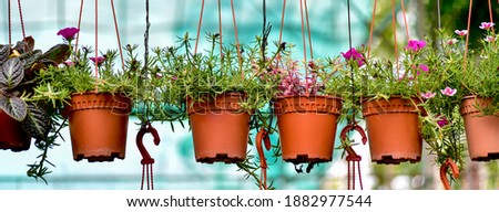 Plant with Hanging Pot, shallow dept of field. banner format 