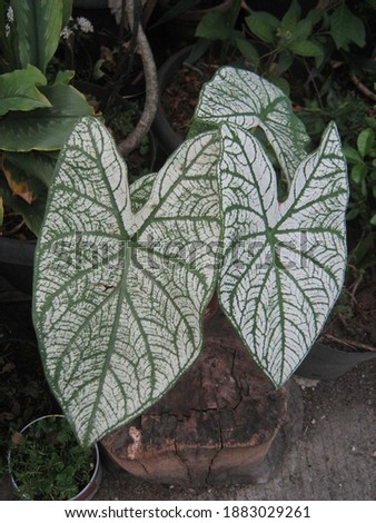 heart shaped caladium leaf on a tree trunk.