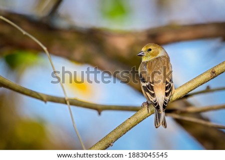 American Goldfinch - Spinus tristis - Perched on branch
