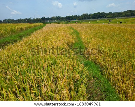 panorama of agrarian rice fields landscape like a terraced rice fields ubud Bali Indonesia