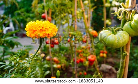 Calendula or Tagetes in permaculture. Garden with tomatoes and calendulas. Compatible plants. Natural insecticide. Yellow flower. Sunny day. Royalty-Free Stock Photo #1883051140