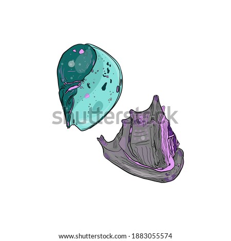 Coloured seashells, hand drawn isolated vector illustration of sink