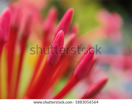 beauty of macro photography of pink ornamental flowers