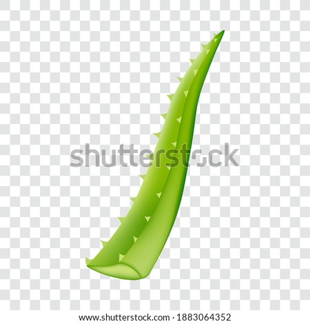Aloe vera, green leaf isolated, vector illustration.