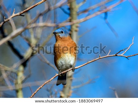 eastern Bluebird - Sialia sialis - perched on a branch