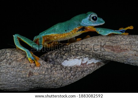 Rhacophorus Reinwardtii, flying tree frog on the branch